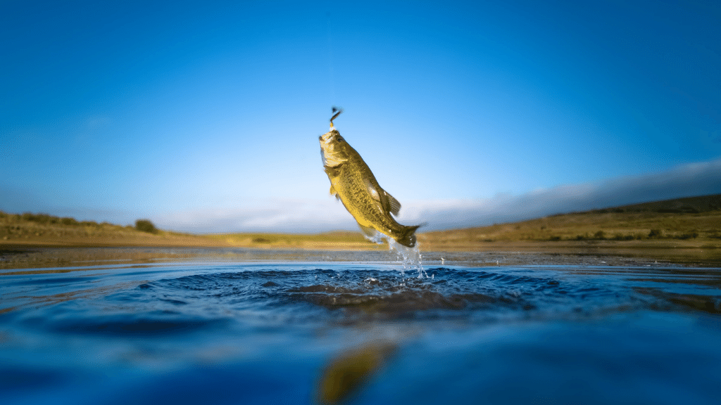 The Best Places to Fish in Los Cabos